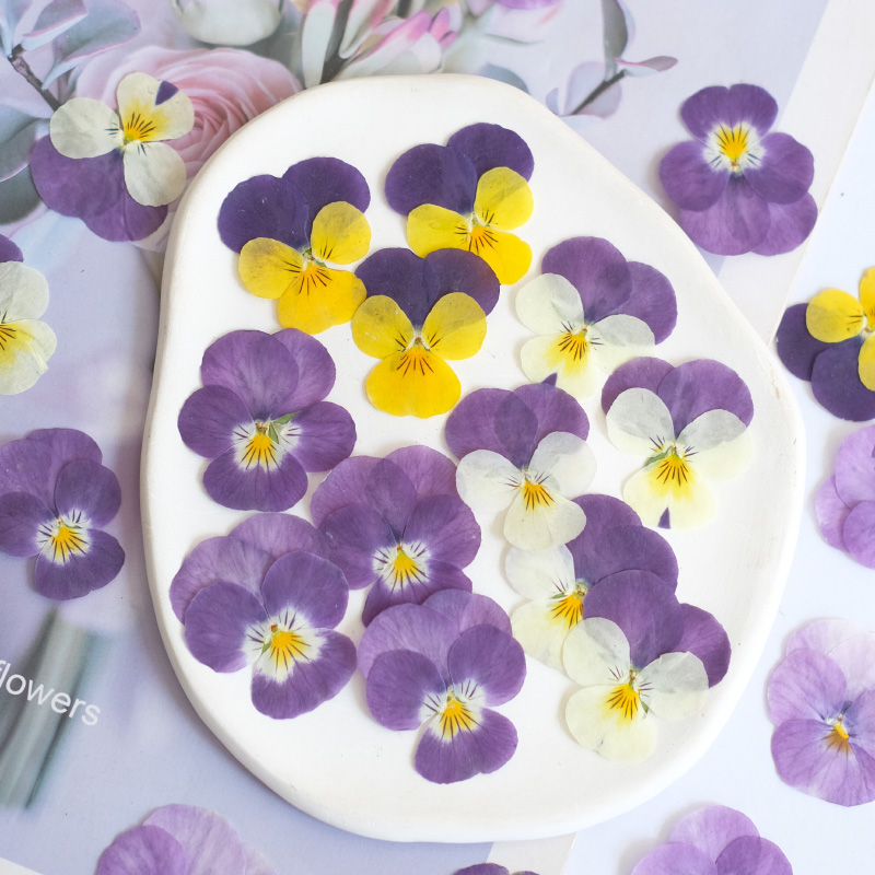 Photo Beauty Makeup - 12pçs, natureza amor-perfeito flor seca em